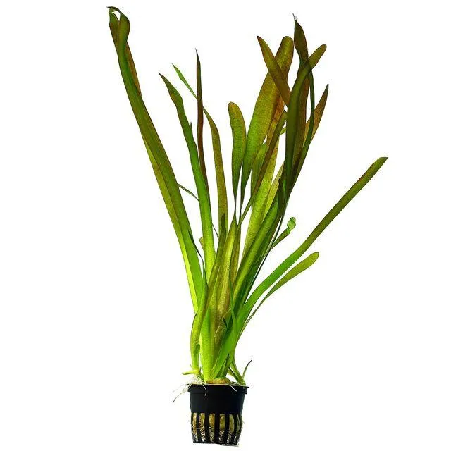 TCulture Vallisneria Gigantea