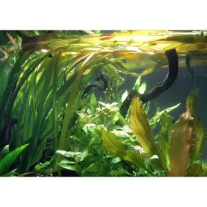 TCulture Vallisneria Gigantea